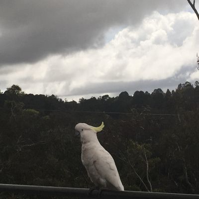 Blue Mountains National Park by null
