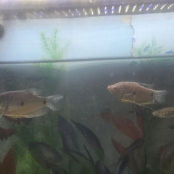 PetSmart - Fish fiascoand I paid the price - Pet Training Near Me - Philadelphia, Pennsylvania