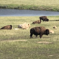 Wagon Springs Ranch