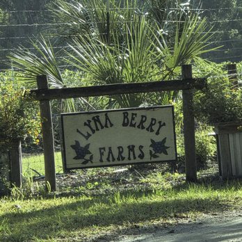 Lyna Berry Farm - Follow the path to Lyna Berry Farms - Pick Your Own Farms Near Me - Lithia, Florida Lyna Berry Farm - Follow the path to Lyna Berry Farms - Pick Your Own Farms Near Me - Lithia, Florida