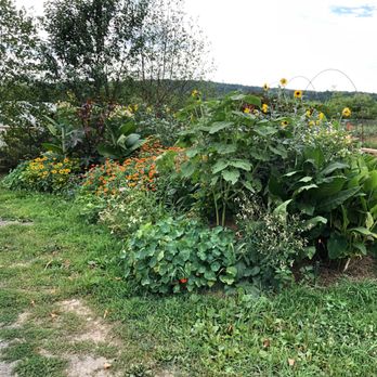 Churchtown Dairy - Medicinal Garden - Farms Near Me - Hudson, New York Churchtown Dairy - Medicinal Garden - Farms Near Me - Hudson, New York