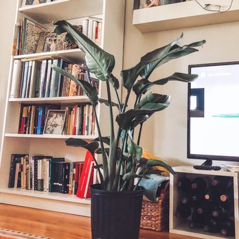The Garden - Bird of Paradise, Taylor Swift - Nurseries & Gardening Near Me - Santa Cruz, California
