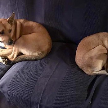 Wagmore Kennels - Pet Sitting Near Me - Winhall, Vermont Wagmore Kennels - Pet Sitting Near Me - Winhall, Vermont