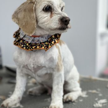 Grooms By Amber - Pet Groomers Near Me - Harrison, New York