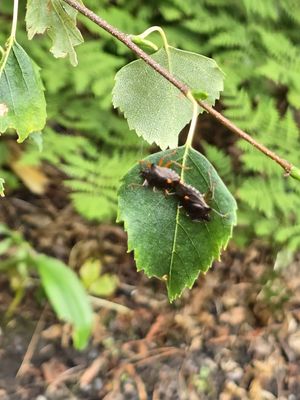 Royal Botanic Garden Edinburgh by null