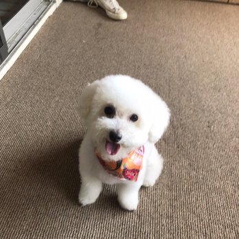 Cali Pets - Cutest maltipoo groom - Pet Groomers Near Me - San Marcos, California Cali Pets - Cutest maltipoo groom - Pet Groomers Near Me - San Marcos, California
