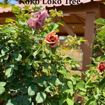 Luna Rose Nursery & Garden - Koko Loko Tree rose - Nurseries & Gardening Near Me - Cherry Valley, California Luna Rose Nursery & Garden - Koko Loko Tree rose - Nurseries & Gardening Near Me - Cherry Valley, California