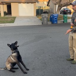 Training with Ace when we got him home. Training with Ace when we got him home.
