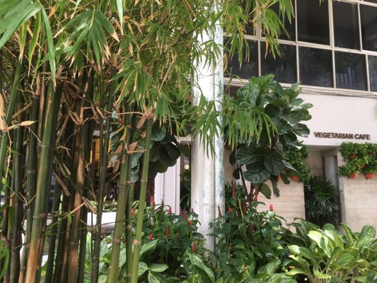 Botanist Veggie Cafe by null