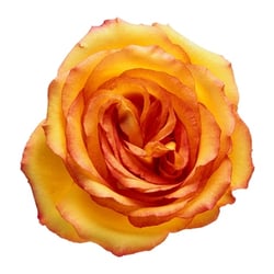 An Enchanted Florist & Flower Delivery