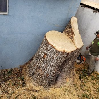 Gabriel's Tree Service - Tight spot.  No problem for this team. - Tree Services Near Me - Los Angeles, California