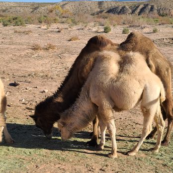 Camel Safari - Camel Safari near Mesquite NV - Zoos Near Me - Bunkerville, Nevada