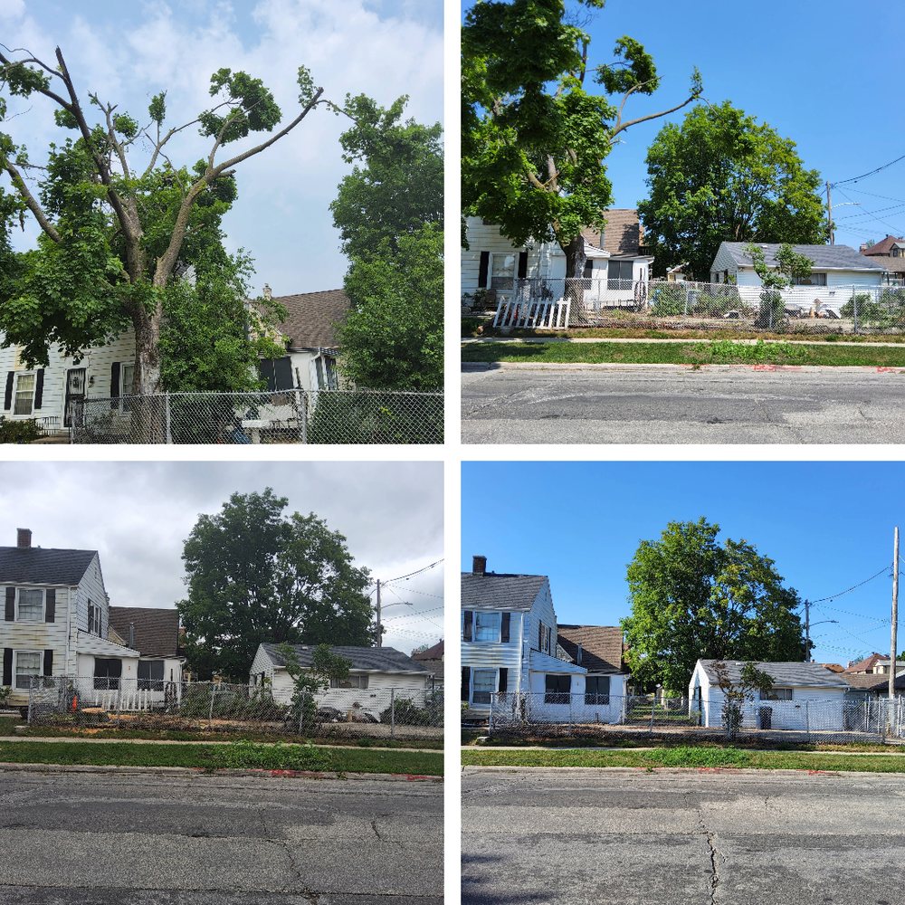 Milwaukee Tree Climber - tree service in Milwaukee, WI