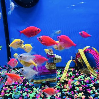 Petco - Pet Stores Near Me - Memphis, Tennessee