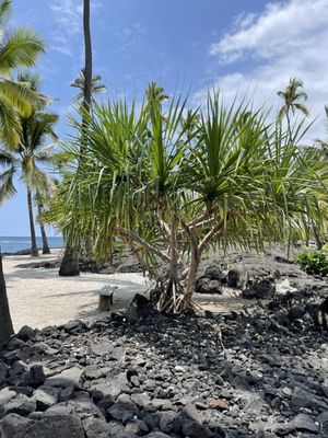 Pu'uhonua O Honaunau National Historical Park by null