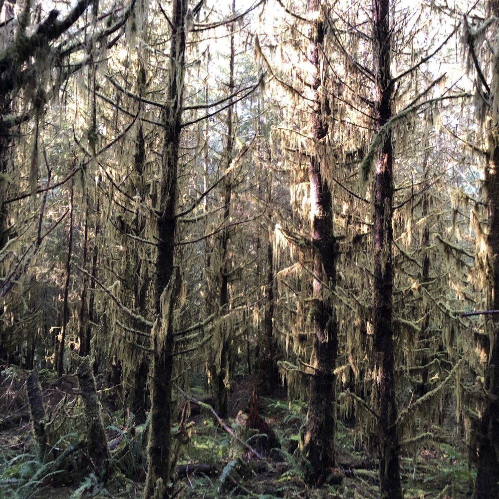 Drift Creek Fall And Bridge - Hiking Near Me - Otis, Oregon Drift Creek Fall And Bridge - Hiking Near Me - Otis, Oregon