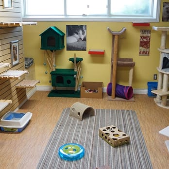 The Scratching Post - The 'Cat Room' - Pet Sitting Near Me