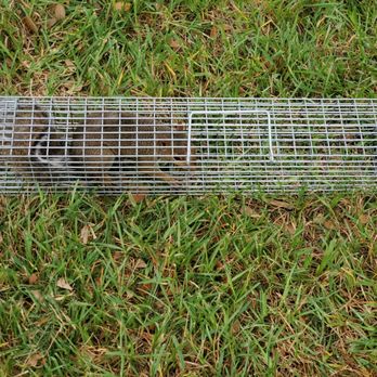 Cypress Critters & Pests - Fox squirrel - Pest Control Near Me