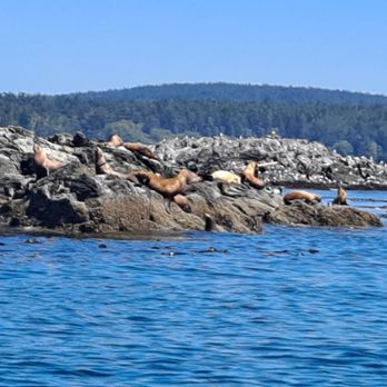 All Aboard Sailing - Boat Tours Near Me - Friday Harbor, Washington All Aboard Sailing - Boat Tours Near Me - Friday Harbor, Washington
