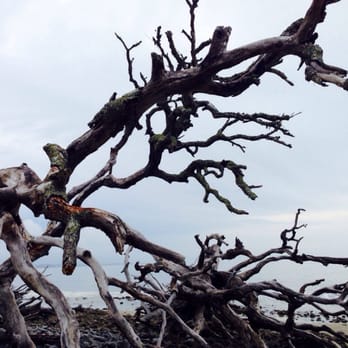 Driftwood Beach - Beaches Near Me - Jekyll Island, Georgia