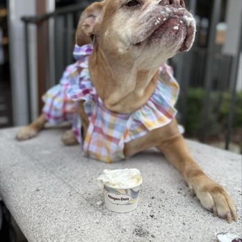 Häagen-Dazs - Molly enjoying her whipped cream! - Ice Cream & Frozen Yogurt Near Me - Miami, Florida Häagen-Dazs - Molly enjoying her whipped cream! - Ice Cream & Frozen Yogurt Near Me - Miami, Florida