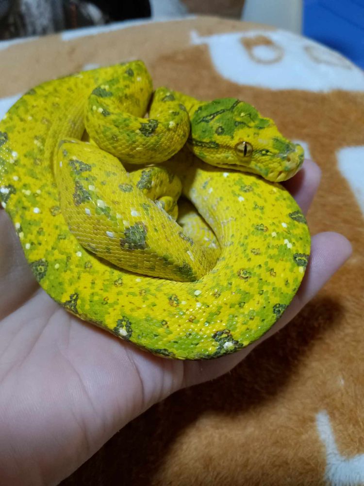 PALMETTO DESERT REPTILES Updated October 2024 Sumter, South