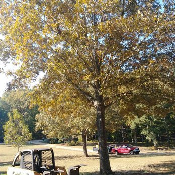 Whitfield Land and Tree - Tree Services Near Me