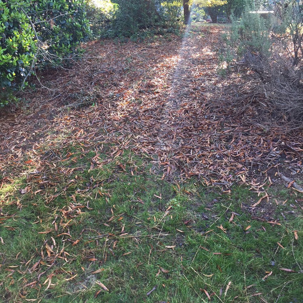 Pleasant Green Grass - This is what the leaves look like the day after the service comes because the service isn't removing them. - Landscaping Near Me - Durham, North Carolina Pleasant Green Grass - This is what the leaves look like the day after the service comes because the service isn't removing them. - Landscaping Near Me - Durham, North Carolina