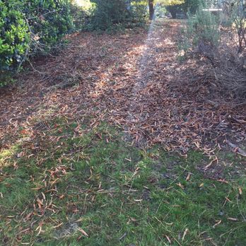 Pleasant Green Grass - This is what the leaves look like the day after the service comes because the service isn't removing them. - Landscaping Near Me - Durham, North Carolina