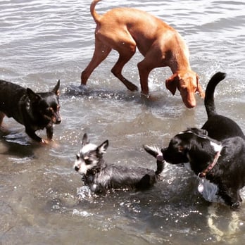 Paws And Go Dog Camp - Dog Walkers Near Me Paws And Go Dog Camp - Dog Walkers Near Me