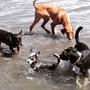 Photo of Paws And Go Dog Camp