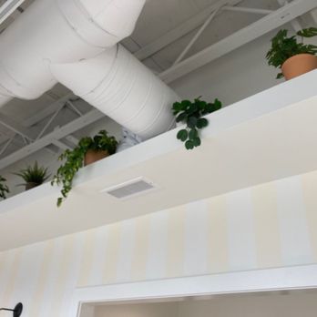 The Bagelry - Inspiration for your new houseplant adoption - Bagels Near Me - Cincinnati, Ohio