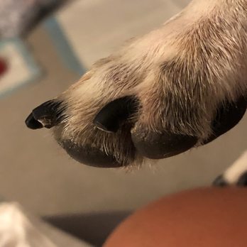 PetSmart - PART I HAD TO TRIM OFF - Pet Groomers Near Me - Whittier, California PetSmart - PART I HAD TO TRIM OFF - Pet Groomers Near Me - Whittier, California