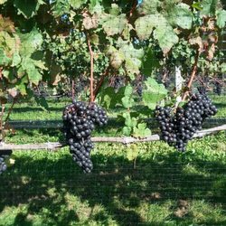 East End Wine Tasting Tours - Perfect grapes