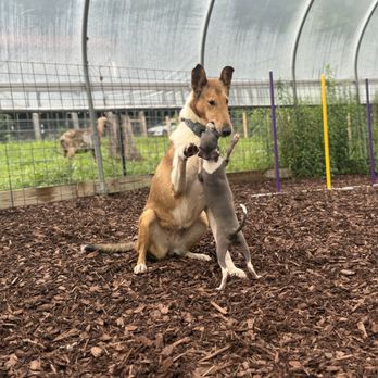 K9ology - Pet Training Near Me - Sperryville, Virginia K9ology - Pet Training Near Me - Sperryville, Virginia