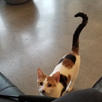 Cat & Craft - Coffee & Tea Near Me - Vista, California Cat & Craft - Coffee & Tea Near Me - Vista, California