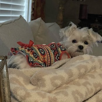 iPaw Pet Salons - Cute girl - Pet Groomers Near Me - Bulverde, Texas iPaw Pet Salons - Cute girl - Pet Groomers Near Me - Bulverde, Texas