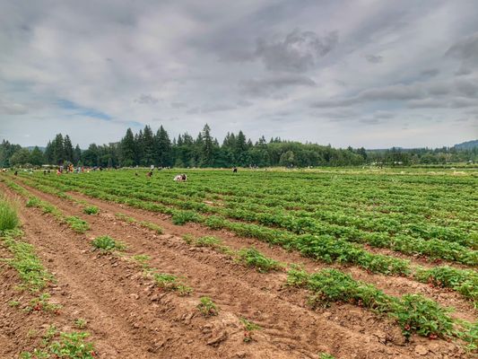 Bushue's Family Farm by null