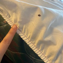 Bed bug.... Bed bug....