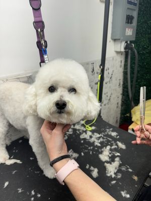Haircuts - Haircuts for all dogs Haircuts - Haircuts for all dogs