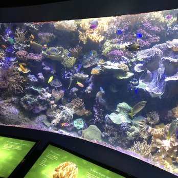 Shedd Aquarium - Aquariums Near Me - Chicago, Illinois