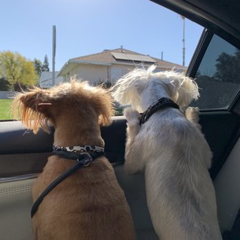 Doggie Do's Pet Salon - My boys excited to go to Doggy Do!!!! - Pet Groomers Near Me - Bakersfield, California Doggie Do's Pet Salon - My boys excited to go to Doggy Do!!!! - Pet Groomers Near Me - Bakersfield, California