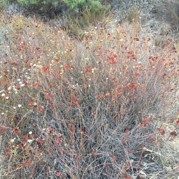 California Polytechnic State University - Wild flowers - Colleges & Universities Near Me - San Luis Obispo, California California Polytechnic State University - Wild flowers - Colleges & Universities Near Me - San Luis Obispo, California