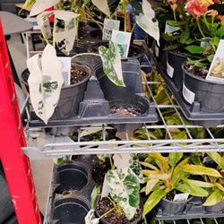 The Home Depot - I love variegated plants. So beautiful.