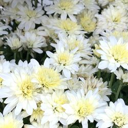 Weiss Brothers Nursery - Mums