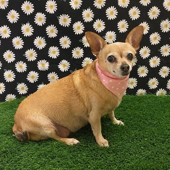 Snip N Clip - I love how they take pictures afterwards it's so cute! - Pet Groomers Near Me - Mesquite, Nevada Snip N Clip - I love how they take pictures afterwards it's so cute! - Pet Groomers Near Me - Mesquite, Nevada