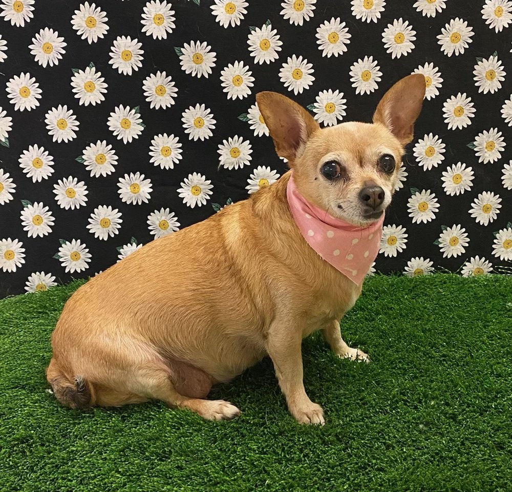 SNIP N CLIP Updated September 2024 14 Photos 340 Falcon Ridge