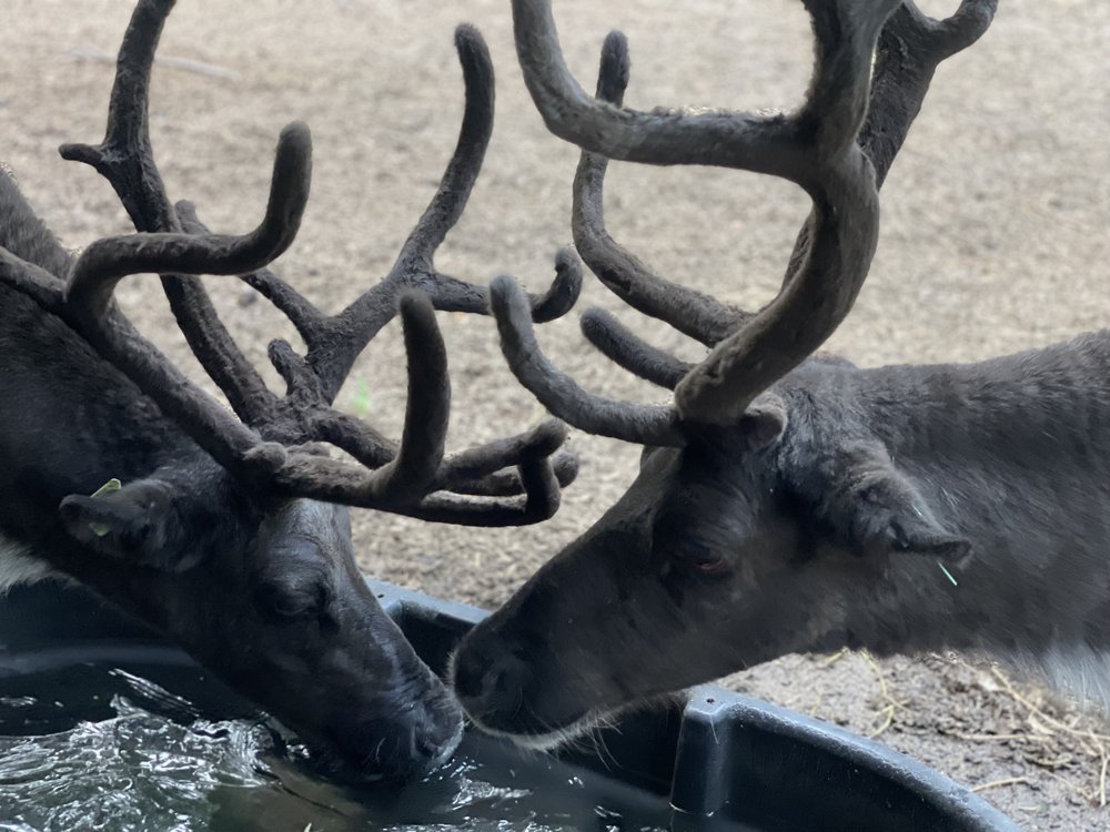 RUDOLPH REINDEER RENTALS Updated May 2024 10 Photos Grangerland