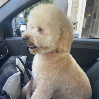 Tilt pet spa - After of my mini goldendoodle visit - Pet Groomers Near Me - San Francisco, California Tilt pet spa - After of my mini goldendoodle visit - Pet Groomers Near Me - San Francisco, California
