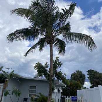 Coconuts for College - End result. Major improvement - Tree Services Near Me Coconuts for College - End result. Major improvement - Tree Services Near Me
